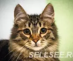 Сестрички Сара и Зара ищут родителей - 2