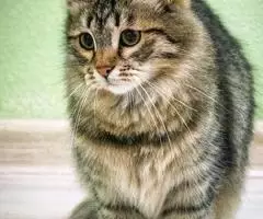 Сестрички Сара и Зара ищут родителей - 3