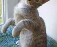 Котенок Кокос - серебристое чудо в дар - 2