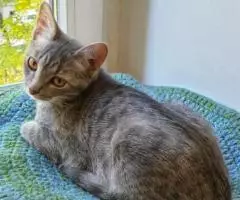 Котенок Кокос - серебристое чудо в дар - 3