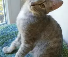 Котенок Кокос - серебристое чудо в дар - 4