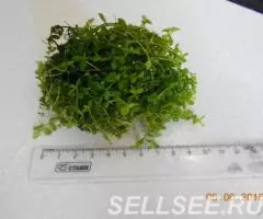 Микрантемум Монте-Карло - 2