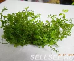 Микрантемум Монте-Карло - 3