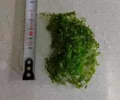 Микрантемум Монте-Карло - 4