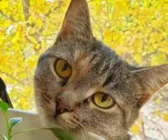 Молодая кошечка Мия 1,5 года. - 2