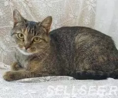 Молодая кошечка Мия 1,5 года. - 3