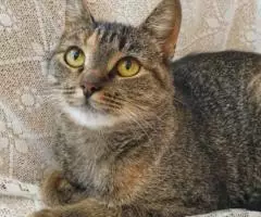 Молодая кошечка Мия 1,5 года. - 4