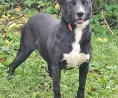 Милая дворянка Алиса ищет дом и хозяина - 3