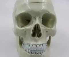 Модель черепа белый - новый, в наличии - 3 шт - 2