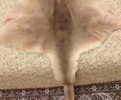 Меховые шкурки австралийского кенгуру - 2