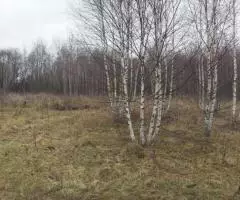 Земельный участок 2,5451 Га в районе дер. Волнога Калязинского района Тверской области - 2