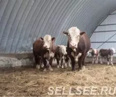 Фермерское хозяйство 1500 Га в собственности - 2