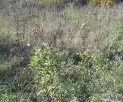 Любимцево. Участок 30 соток. ИЖС. 15 кВт. Подъезд. Природа. ... - 4