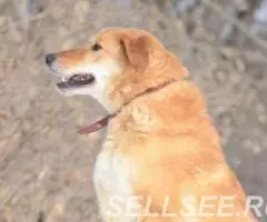 Тактичная Алиса ищет дом. - 2