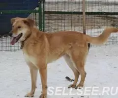 Тактичная Алиса ищет дом. - 3