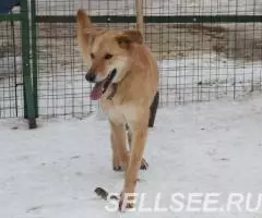 Тактичная Алиса ищет дом. - 4