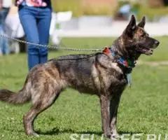 Замечательная красавица Стеша. - 2