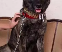 Замечательная красавица Стеша. - 3