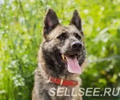 Замечательная красавица Стеша. - 4