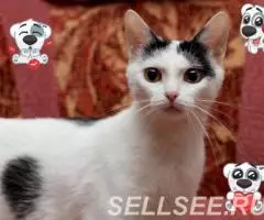 Молодая Ириска в дар. - 2