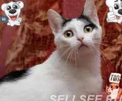 Молодая Ириска в дар. - 3