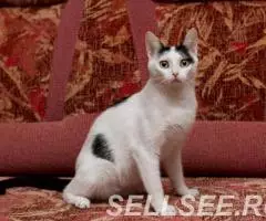 Молодая Ириска в дар. - 4