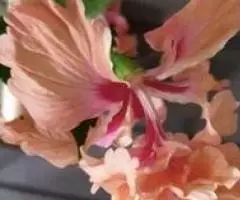 Сортовой гибискус Текила сан Райз - 2