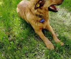 Ищет хозяев очень преданный пёсель - 2