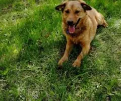 Ищет хозяев очень преданный пёсель - 3