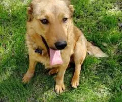 Ищет хозяев очень преданный пёсель - 4