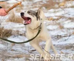 Красавец пёс Манс в Добрые руки - 3