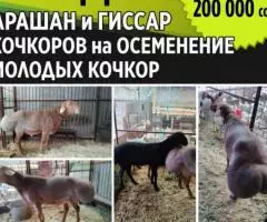 Продаю Арашан и Гиссар, Кочкоров на осеменение, Молодых ...