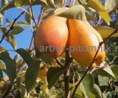 Плодовые деревья из питомника, саженцы крупномеры - 2