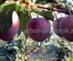 Плодовые деревья из питомника, саженцы крупномеры - 4