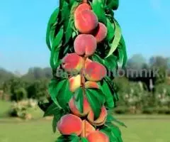 Колоновидные деревья из питомника, саженцы колоновидных ... - 2