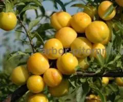 Колоновидные деревья из питомника, саженцы колоновидных ... - 3