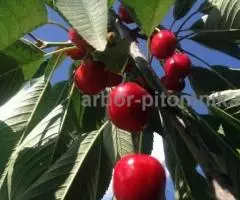 Колоновидные деревья из питомника, саженцы колоновидных ... - 4