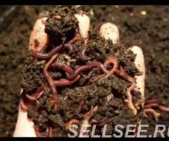 Биогумус Green Life Повышение урожайности рН 7-8, Азот - 3