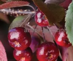 Саженцы яблони купить из питомника с доставкой по Москве и ... - 2