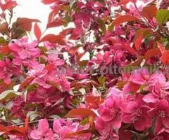 Саженцы яблони купить из питомника с доставкой по Москве и ... - 3