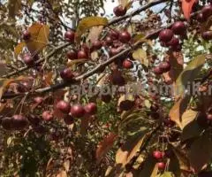 Саженцы яблони купить из питомника с доставкой по Москве и ... - 4