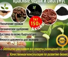 Продаются калифорнийские красные черви и биогумус