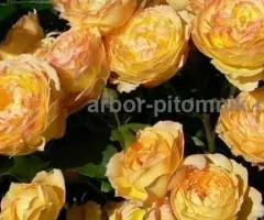 Саженцы роз из питомника с доставкой по Москве, розы в ... - 3