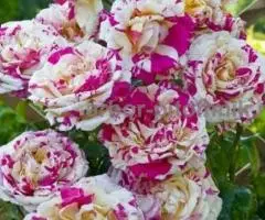 Саженцы роз из питомника с доставкой по Москве, розы в ... - 4