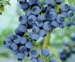 Саженцы голубики из питомника с доставкой и посадкой - 2