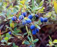 Саженцы голубики из питомника с доставкой и посадкой - 3