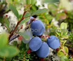 Саженцы голубики из питомника с доставкой и посадкой - 4