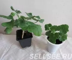 Герань красная кустовая отростки и кусты - 2