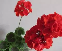 Герань зональная алая отростки - 2