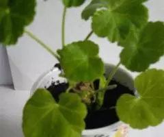 Герань зональная алая отростки - 3